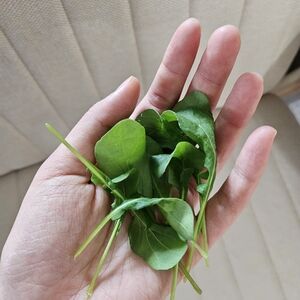 Thank You For The Food Jesus💛Fresh Green Leaves💚